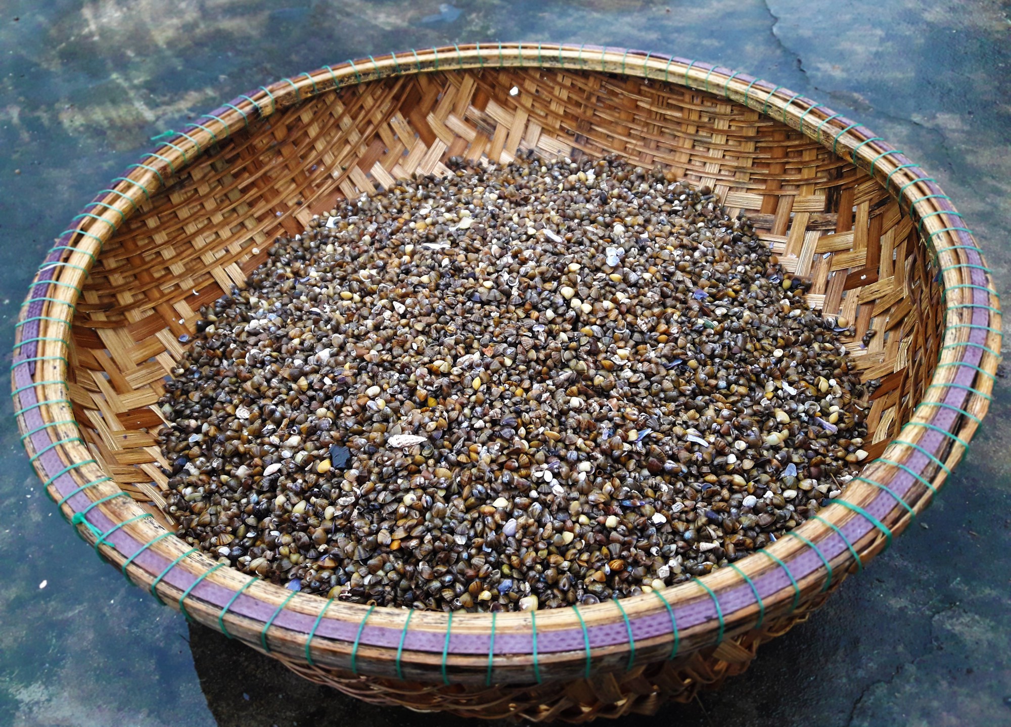 Chắt chắt Mai xá